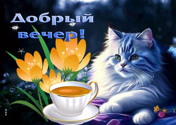 Открытка «Кот»: Добрый вечер с милым котом и чашечкой чая. Тэги: животное, пожелание, красивая, позитив, радость…