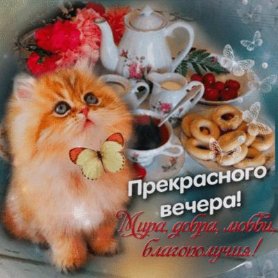 Открытка «Кот»: Прекрасного вечера! Котик и добрые пожелания. Тэги: пожелание, красивая, позитив, цветок, чай, чашка…