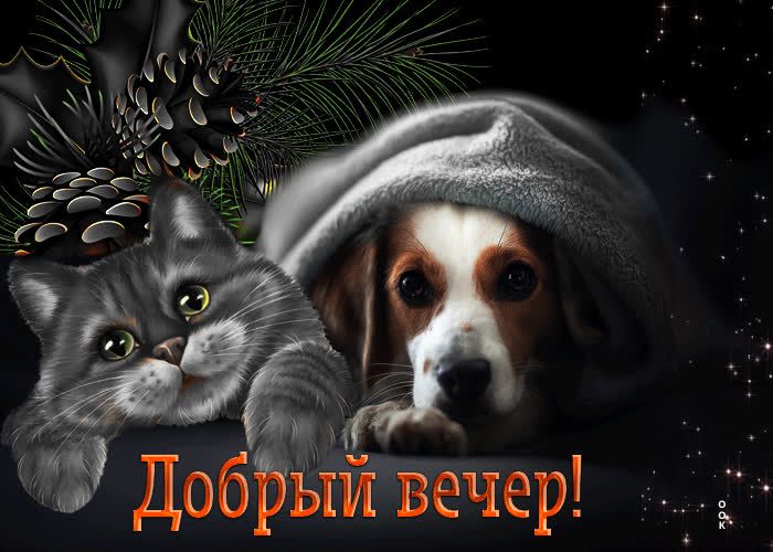 Открытка «Кот»: «Добрый вечер!» с милыми котом и собакой. Тэги: животное, пожелание, улыбка, друг, красивая, позитив…