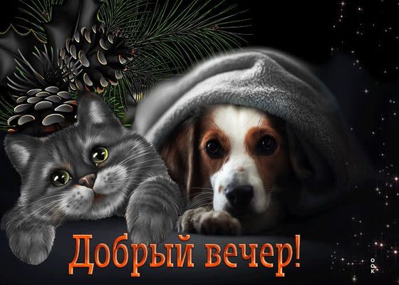 Открытка «Кот»: «Добрый вечер!» с милыми котом и собакой. Тэги: животное, пожелание, улыбка, друг, красивая, позитив…