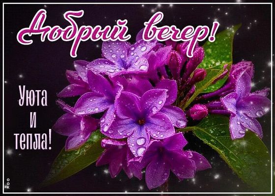 Открытка «Пожелание»: Добрый вечер! Уюта и тепла с красивыми цветами. Тэги: красивая, позитив, радость, цветок, уют…