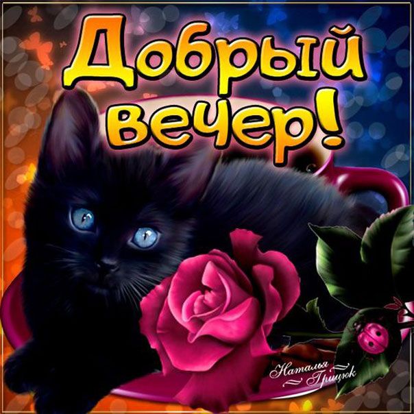 Открытка «Кот»: Добрый вечер! Открытка с милым котёнком и розой. Тэги: животное, пожелание, улыбка, красивая, позитив…