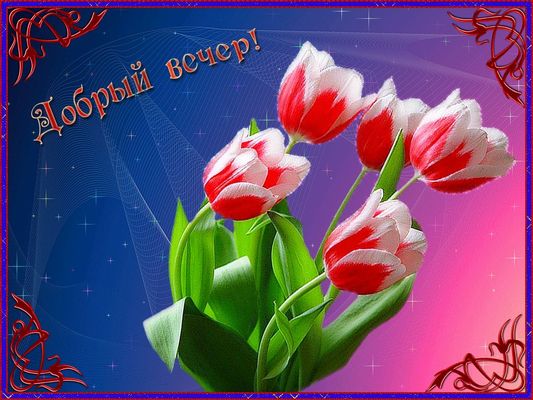 Открытка «Пожелание»: Добрый вечер! Красивые тюльпаны для хорошего настроения. Тэги: улыбка, красивая, позитив…