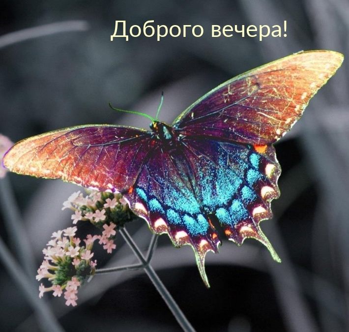 Открытка «Животное»: Доброго вечера! Красивая бабочка на цветке. Тэги: пожелание, улыбка, красивая, позитив, радость…