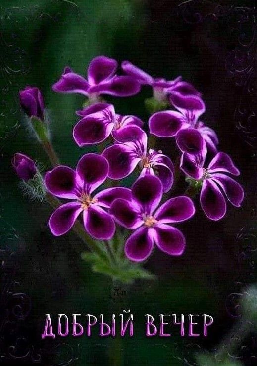 Открытка «Пожелание»: «Добрый вечер» – нежные фиолетовые цветы. Тэги: позитив, радость, цветок, уют, настроение, милый…