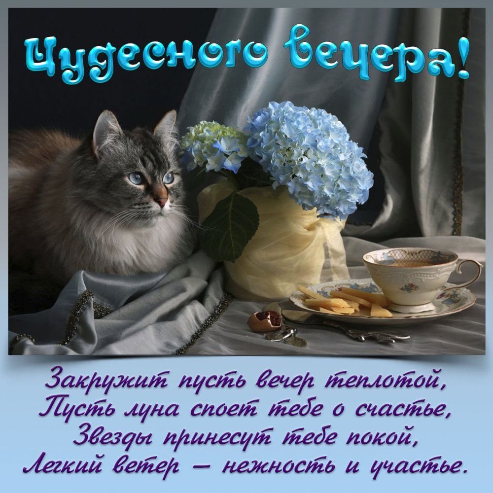 Открытка «Кот»: Чудесного вечера! Нежность, кот и цветы. Тэги: животное, пожелание, красивая, кофе, позитив, цветок…