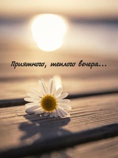 Открытка «Пожелание»: Открытка: Приятного, теплого вечера! Ромашка и солнце. Тэги: красивая, позитив, цветок, настрое…