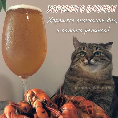 Открытка «Проза»: Хорошего вечера: кот, пиво и раки для релакса. Тэги: Добрый вечер и пожелания, Прикольный добрый ве…