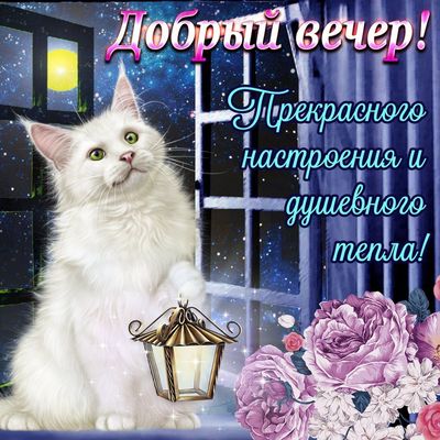 Открытка «Кот»: Добрый вечер! Теплое пожелание с милым котом и цветами. Тэги: животное, пожелание, красивая, позитив…