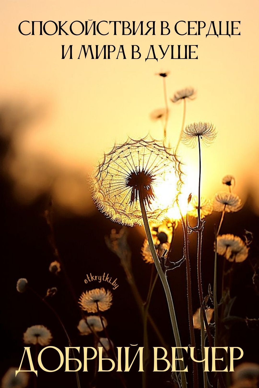 Открытка «Пожелание»: Добрый вечер: Мира в душе и благополучия. Тэги: красивая, позитив, цветок, настроение, нежная…