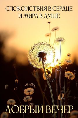 Открытка «Пожелание»: Добрый вечер: Мира в душе и благополучия. Тэги: красивая, позитив, цветок, настроение, нежная…