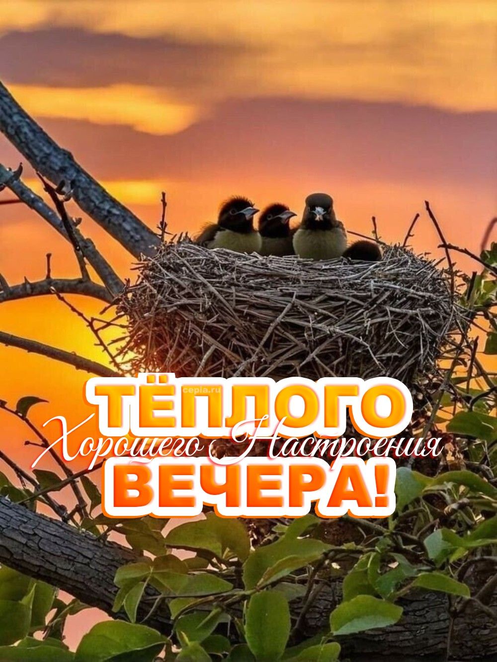 Открытка «Животное»: Тёплого вечера и хорошего настроения с птицами. Тэги: пожелание, улыбка, красивая, позитив…