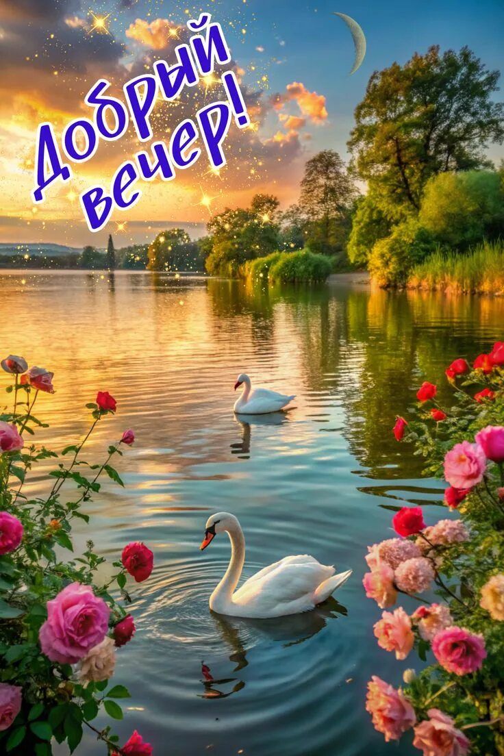 Открытка «Животное»: Добрый вечер! Волшебный вечер с лебедями. Тэги: позитив, цветок, настроение, лето, природа, роза…