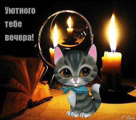 Открытка «Кот»: Уютного вечера с милым котом и свечами. Тэги: животное, пожелание, шарф, красивая, позитив, радость…