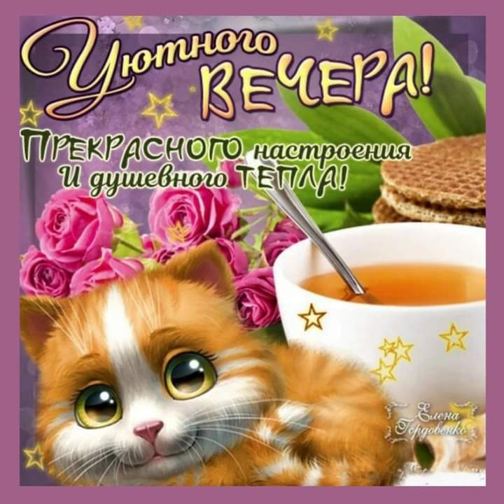 Открытка «Кот»: Уютного вечера и душевного тепла с милым котом!. Тэги: животное, пожелание, красивая, позитив, цветок…