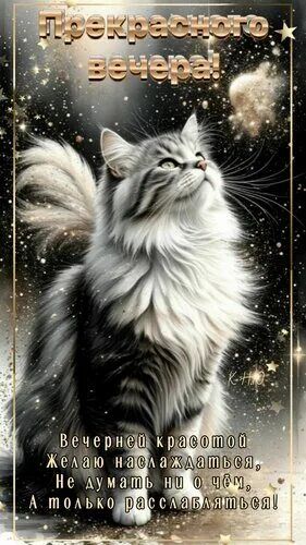 Открытка «Кот»: «Прекрасного вечера» с пушистым котом в звездах. Тэги: животное, пожелание, красивая, позитив, радость…