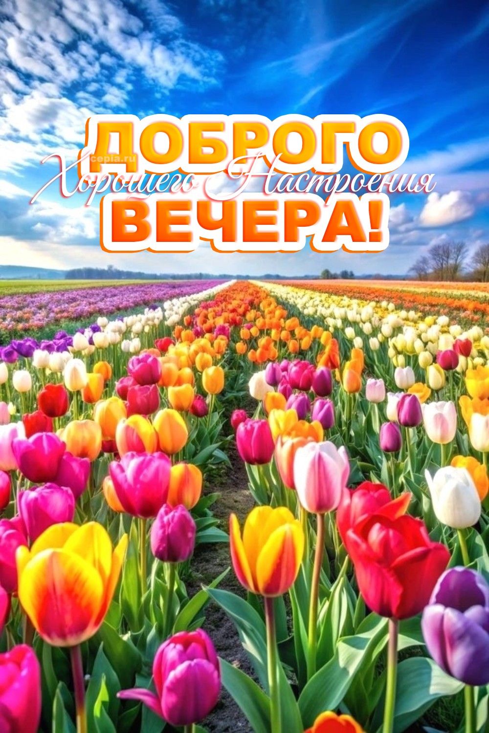 Открытка «Пожелание»: Яркие тюльпаны: доброго вечера и настроения!. Тэги: улыбка, красивая, позитив, радость, цветок…