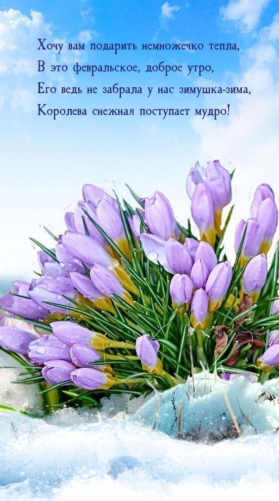 Открытка «С добрым утром»: Февральское доброе утро: тепло и нежные цветы. Тэги: С добрым зимним утром, С добрым утром…