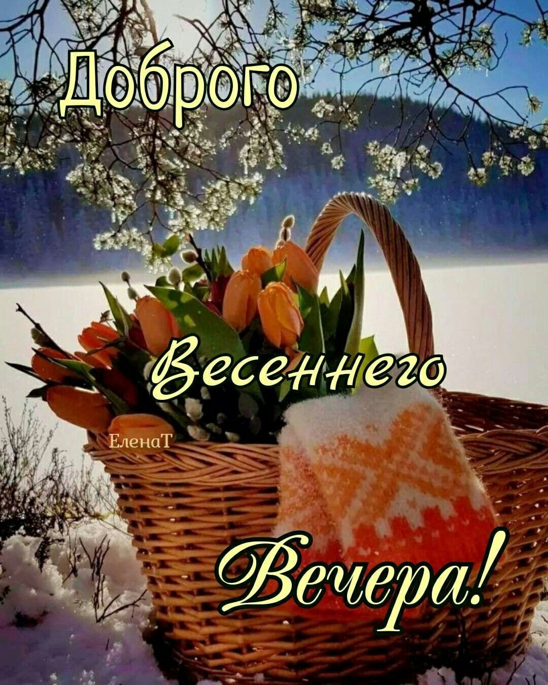 Открытка «Пожелание»: Доброго Весеннего Вечера! Открытка с тюльпанами. Тэги: красивая, позитив, цветок, настроение…