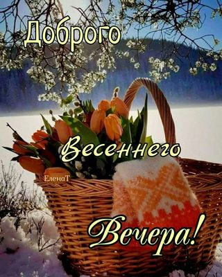 Открытка «Пожелание»: Доброго Весеннего Вечера! Открытка с тюльпанами. Тэги: красивая, позитив, цветок, настроение…
