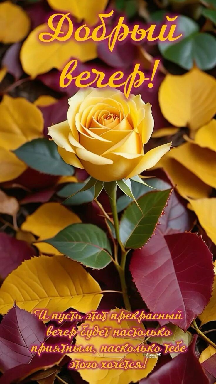 Открытка «Пожелание»: Добрый вечер! Желтая роза и осеннее пожелание. Тэги: красивая, позитив, радость, цветок, осень…