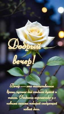 Открытка «Пожелание»: Красивая роза и добрый вечер: пожелание отдыха. Тэги: красивая, позитив, цветок, настроение…