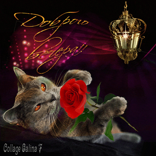 Открытка «Кот»: Доброго вечера! Милый кот с красной розой. Тэги: животное, пожелание, красивая, цветок, фонарь…
