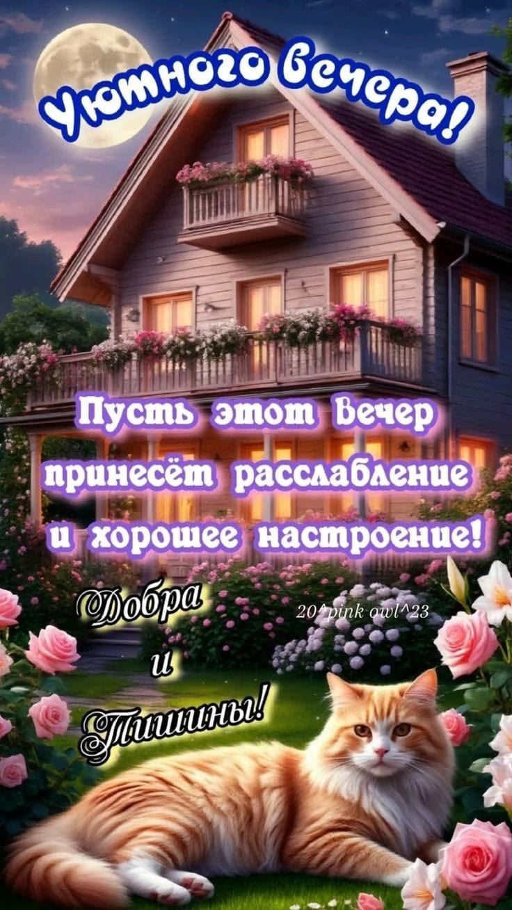 Открытка «Кот»: Уютного вечера: доброе пожелание с котиком. Тэги: пожелание, красивая, позитив, цветок, настроение…