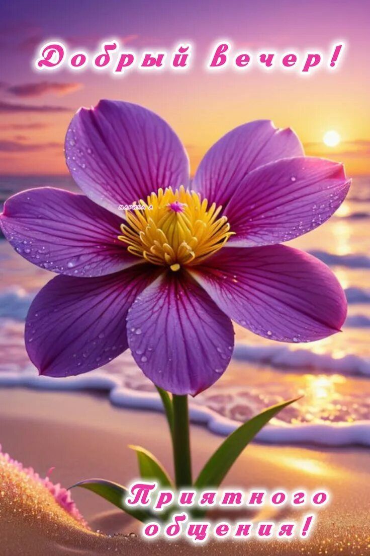 Открытка «Добрый вечер и пожелания»: Красивый добрый вечер с цветком у моря. Тэги: Добрый вечер женщине, Добрый вечер…