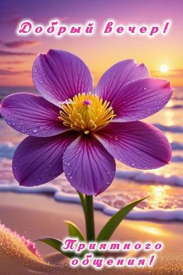 Открытка «Добрый вечер и пожелания»: Красивый добрый вечер с цветком у моря. Тэги: Добрый вечер женщине, Добрый вечер…