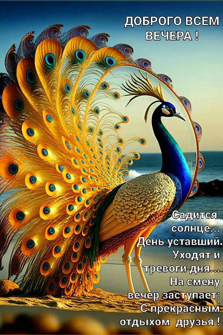 Открытка «Добрый вечер и пожелания»: Красивый вечер: павлин и пожелание отдыха. Тэги: Добрый вечер красивые, Доброго…