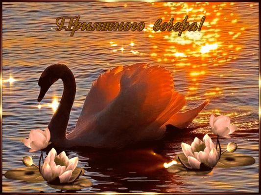 Открытка «Животное»: Открытка «Приятного вечера!» с лебедем и лотосами. Тэги: пожелание, красивая, радость, цветок…