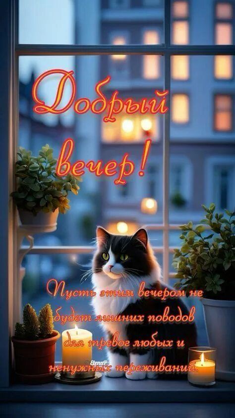 Открытка «Кот»: Уютный «Добрый вечер»: котик и теплые свечи. Тэги: животное, пожелание, красивая, окно, настроение…