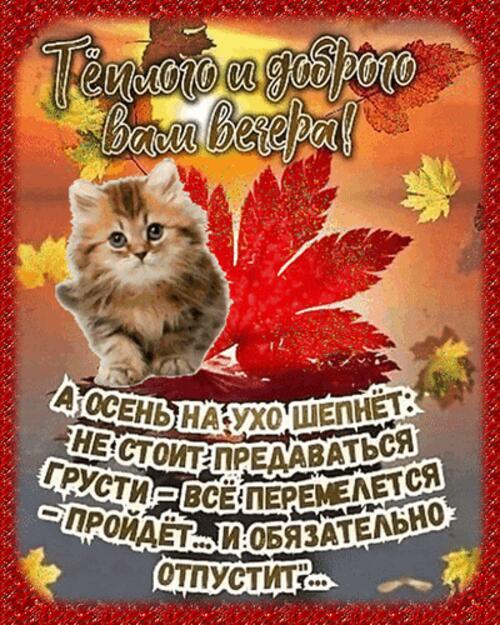 Открытка «Кот»: Тёплого и доброго вечера! Кот и осенняя мудрость. Тэги: животное, пожелание, красивая, позитив…