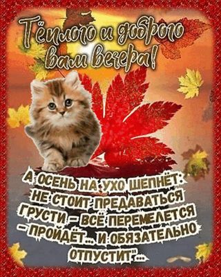 Открытка «Кот»: Тёплого и доброго вечера! Кот и осенняя мудрость. Тэги: животное, пожелание, красивая, позитив…