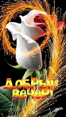 Открытка «Пожелание»: «Добрый вечер» с волшебной розой – Красивая открытка. Тэги: красивая, цветок, настроение, нежная…