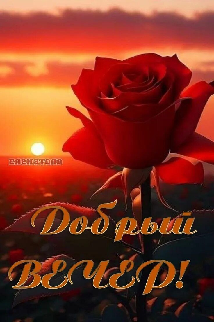 Открытка «Пожелание»: Добрый вечер! Красивая роза на фоне заката. Тэги: красивая, позитив, цветок, настроение, нежная…