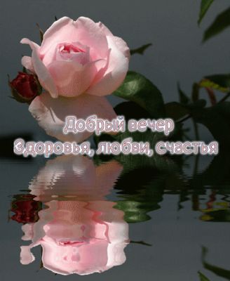 Открытка «Пожелание»: Добрый вечер с розой: здоровья, любви, счастья. Тэги: улыбка, красивая, позитив, цветок, здоров…