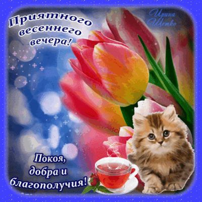 Открытка «Кот»: Весенний вечер: нежный котенок, тюльпаны и чашка чая. Тэги: животное, пожелание, красивая, кофе…