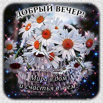 Открытка «Пожелание»: Добрый вечер: Мир и счастье с ромашками!. Тэги: красивая, позитив, цветок, настроение, счастье…
