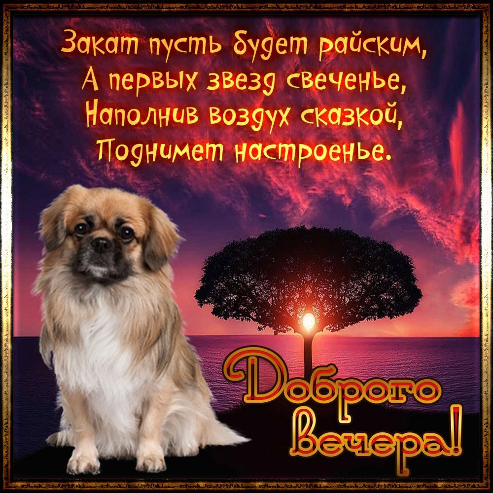Открытка «Животное»: «Добрый вечер» – закат, собака, настроение. Тэги: пожелание, красивая, позитив, радость, настрое…