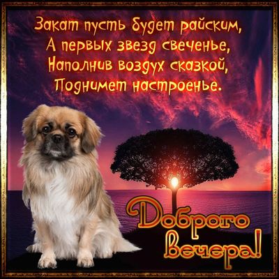 Открытка «Животное»: «Добрый вечер» – закат, собака, настроение. Тэги: пожелание, красивая, позитив, радость, настрое…