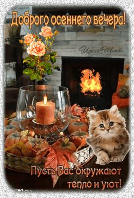 Открытка «Кот»: Осенний вечер: тепло, уют и милый котенок. Тэги: пожелание, красивая, позитив, радость, цветок, уют…