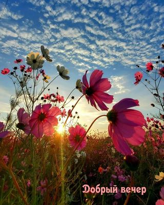 Открытка «Пожелание»: Добрый вечер: красивые цветы и закат. Тэги: красивая, позитив, цветок, осень, настроение, нежная…