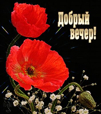Открытка «Анимационный»: Добрый вечер с маками: нежная и красивая открытка. Тэги: Добрый вечер и пожелания, Доброго в…