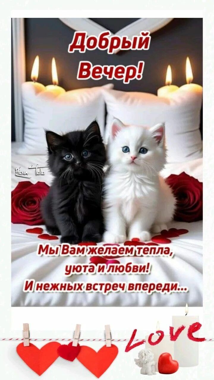 Открытка «Пожелание»: Милый «Добрый вечер» с котятами и пожеланием любви. Тэги: сердце, уют, настроение, подушка…