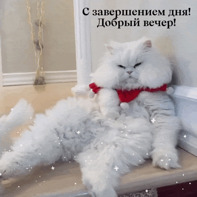 Открытка «Анимационный»: Прикольный кот желает доброго вечера!. Тэги: Прикольный добрый вечер, Доброго вечера и хорош…