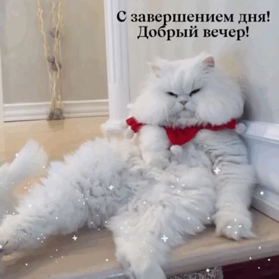 Открытка «Анимационный»: Прикольный кот желает доброго вечера!. Тэги: Прикольный добрый вечер, Доброго вечера и хорош…