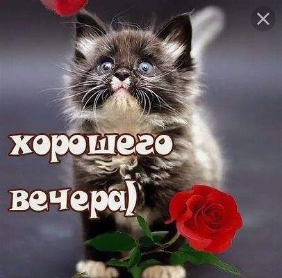 Открытка «Кот»: «Хорошего вечера» с милым котенком и розой. Тэги: животное, пожелание, улыбка, друг, подруга, красивая…