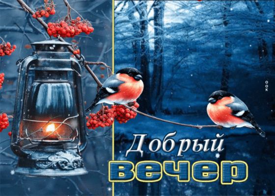 Открытка «Пожелание»: Уютный «Добрый вечер»: снегири и зимняя сказка. Тэги: красивая, позитив, радость, фонарь, птица…